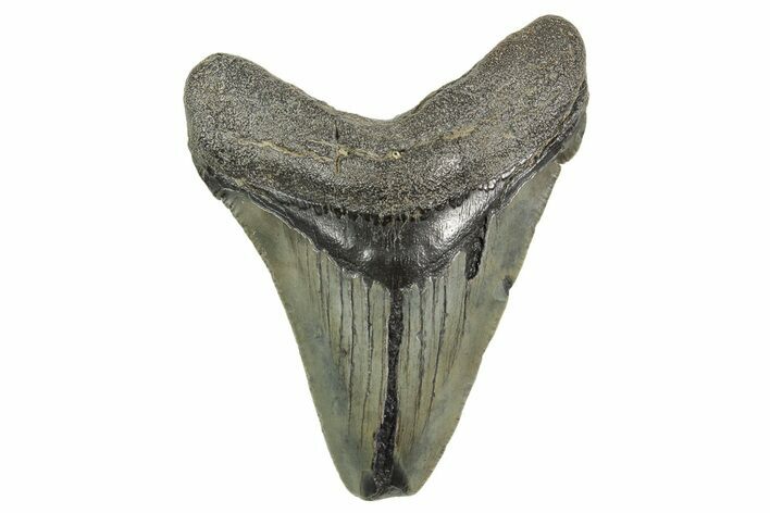 Serrated Chubutensis Tooth - Megalodon Ancestor #368031